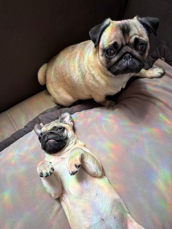 Two pugs relax on couch in Podgorica