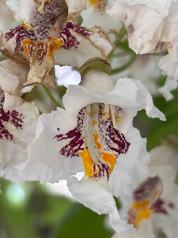 Close-up walk through Rostov-on-Don's summer blooms and streets