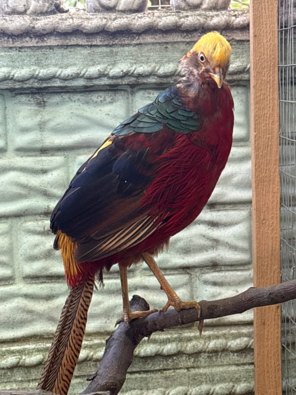 Golden pheasants, cats, and chickens at a Ukrainian rural homestead