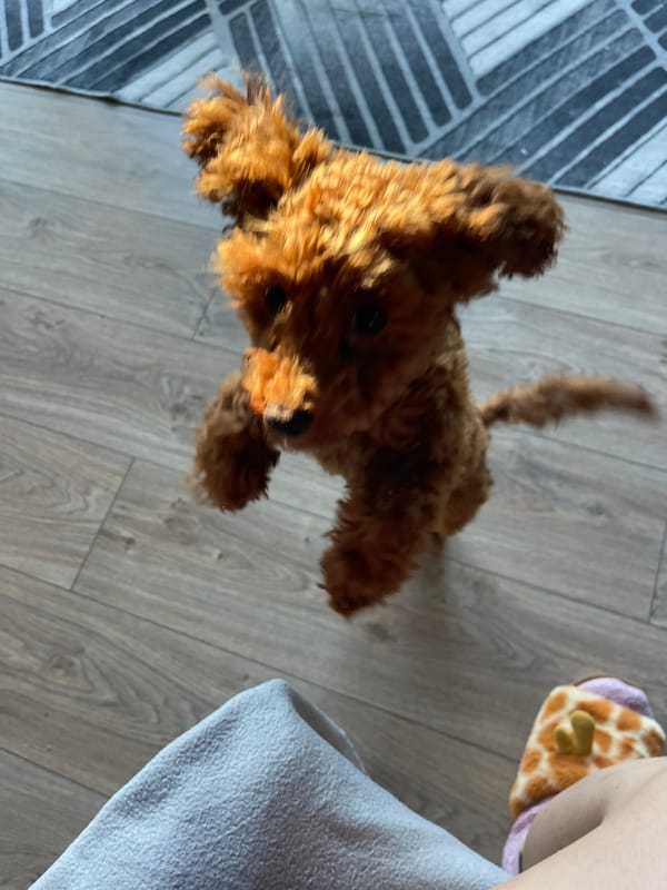 Early morning moments with brown poodle in Sofia apartment