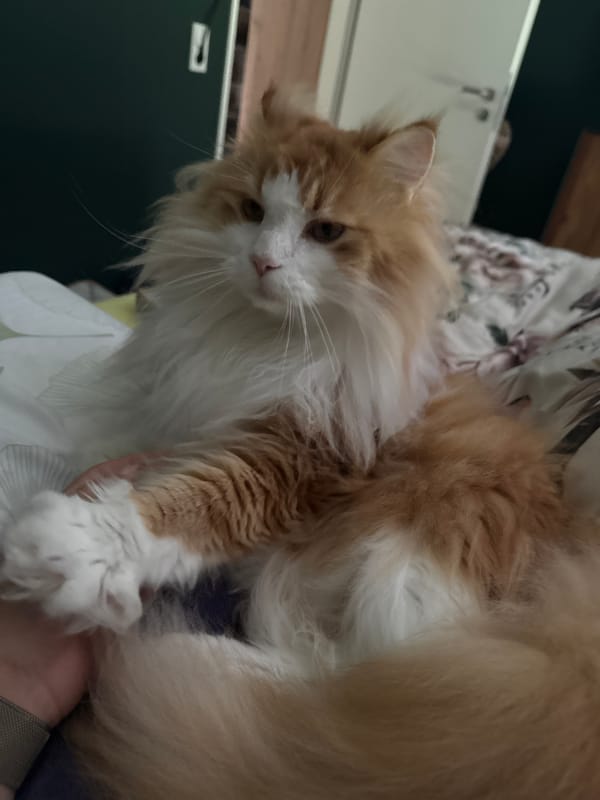 Fluffy ginger cat relaxes during a quiet petting moment in Kassel