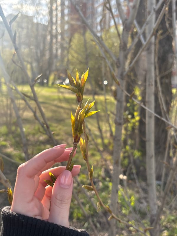 Spring moments documented across Saint Petersburg in eight minutes