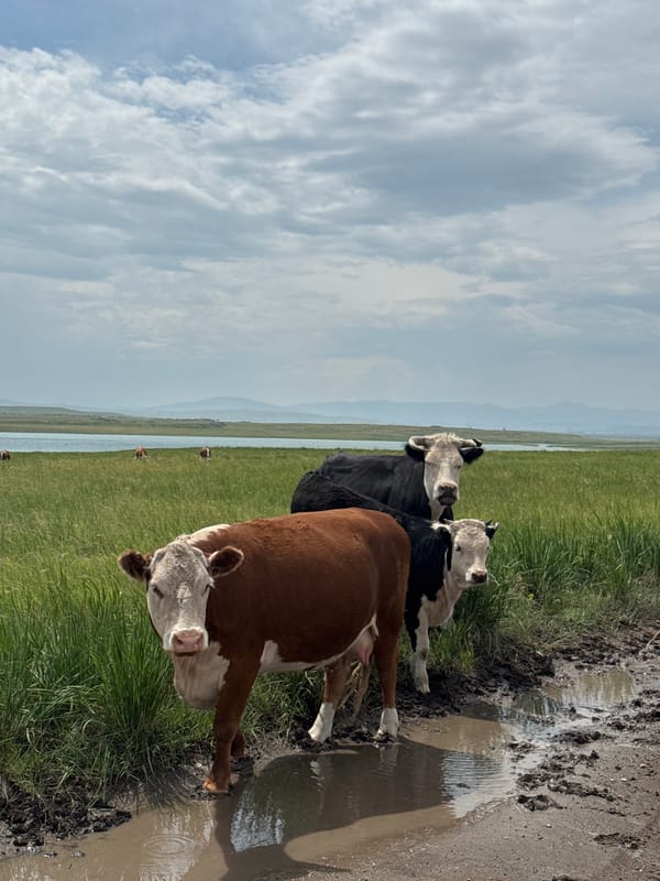 Cattle grazing across a muddy, open field in rural Russia