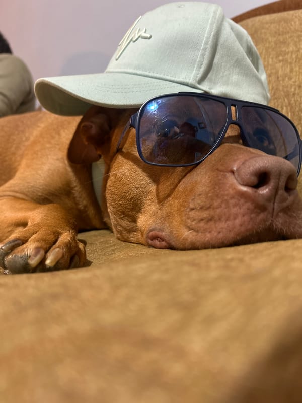 Guinea pig poses in designer sunglasses for photo session