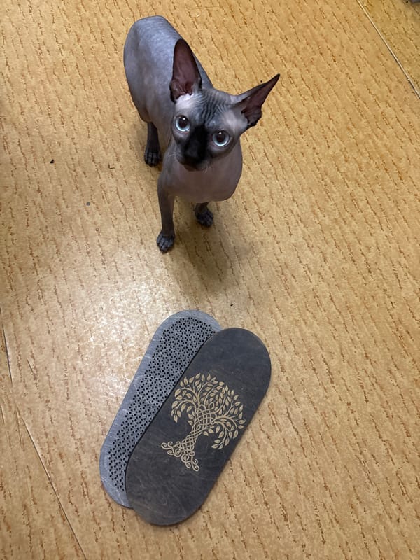 Sochi apartment life: a Sphynx cat, pastries, and backyard palms