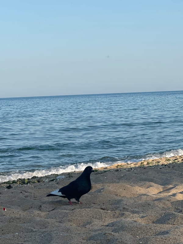 Lazy beach day with pigeons, cold beer, and calm water