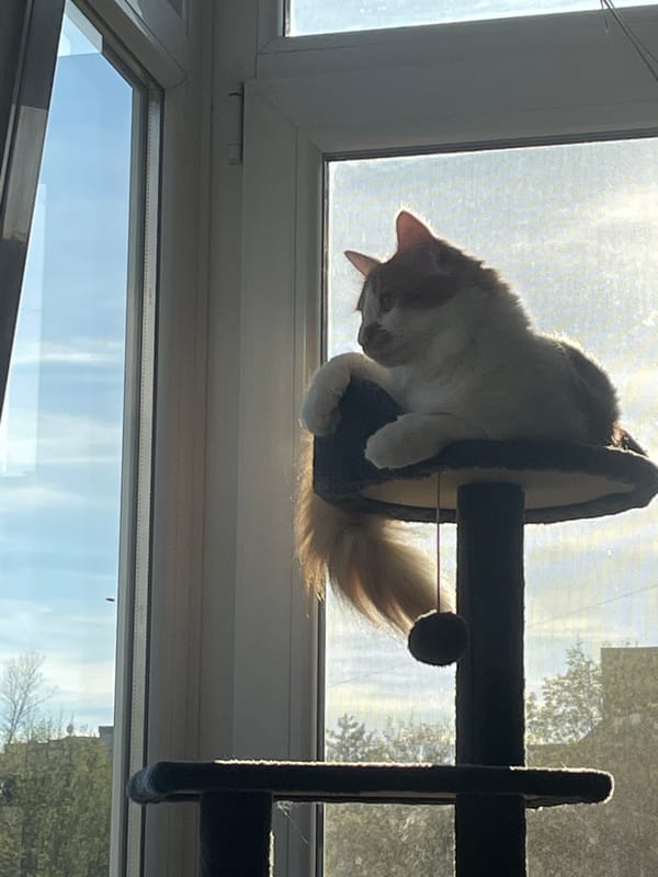 Cat observed at window in Razgrad, Bulgaria