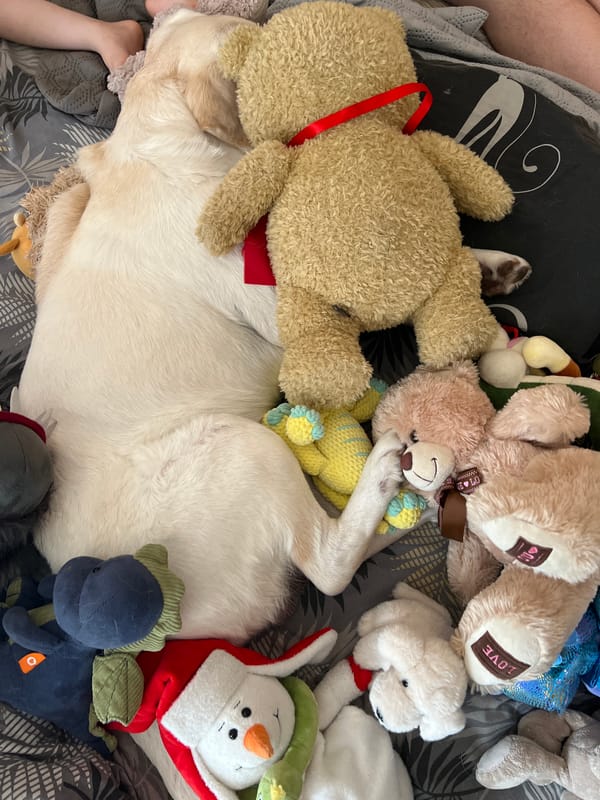Dog poses with stuffed animal collection on bed in Russia