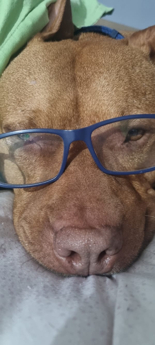 Brown dog photographed wearing various accessories during evening rest period