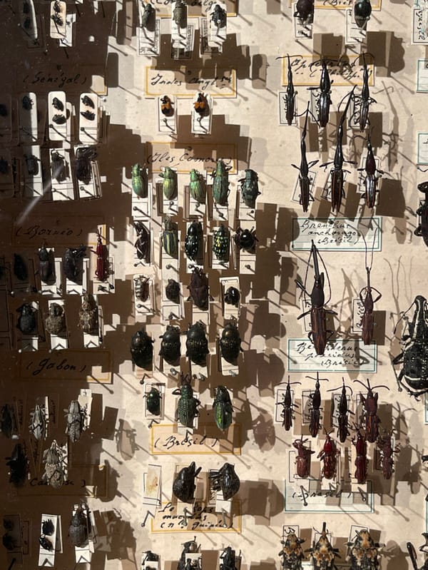 Paris evening captures museum insects, street scenes, personal moments
