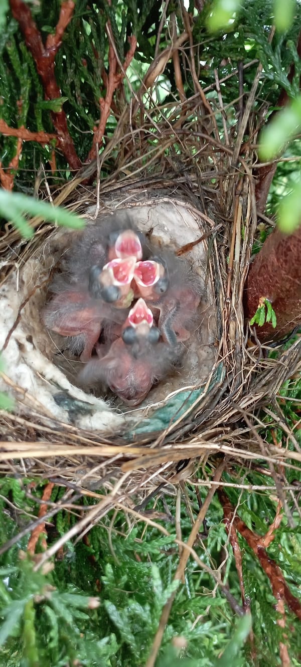 Garden life in Radisne: flowers, birds, and a grumpy cat