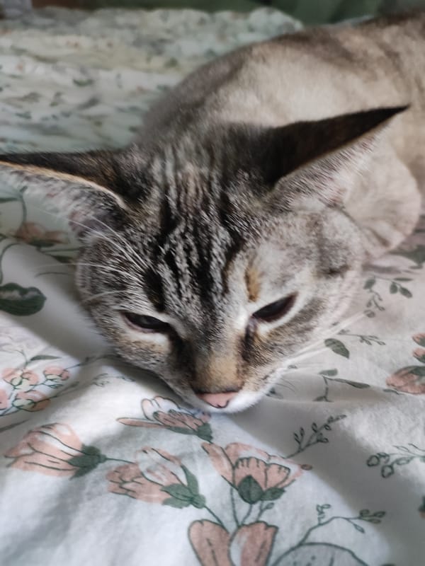 Tabby cat lounging on a floral comforter, multiple close-ups