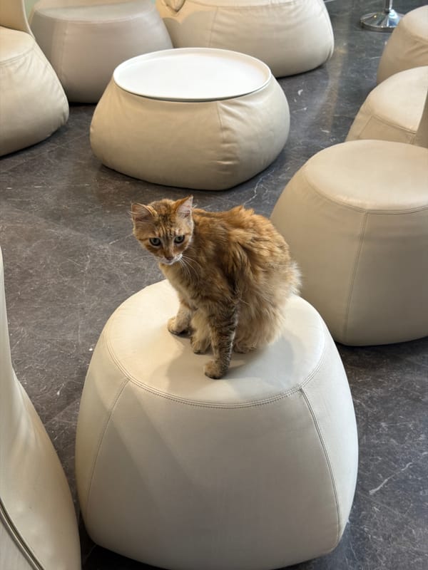Morning moments captured: cat on furniture, gym workout in Tel Aviv