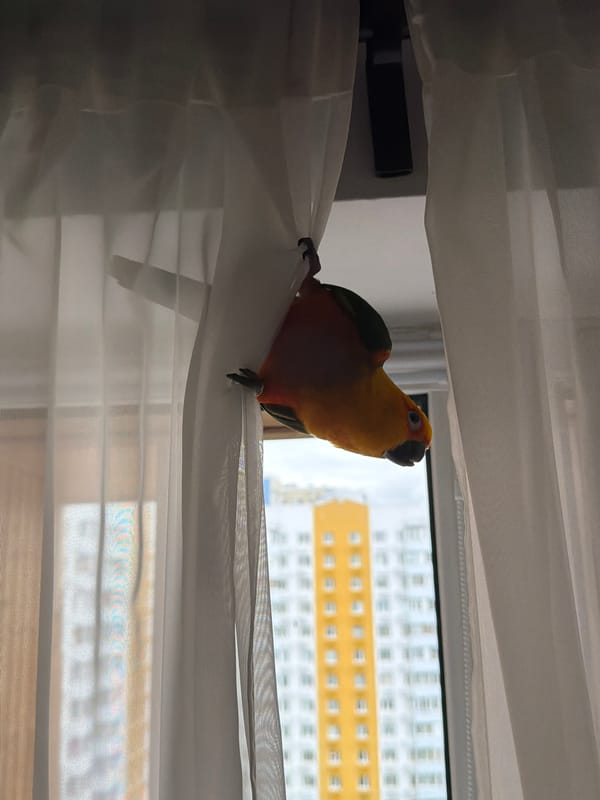 Sun conure parrot hangs and perches around Khimki apartment curtains