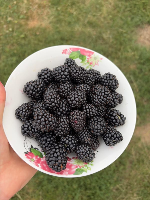 A Moldovan garden in midsummer, fruit, flowers, and a dog