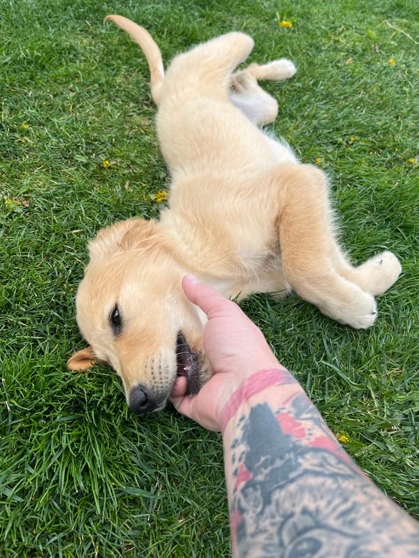Golden retriever puppy and ATV rider captured in Kostinbrod