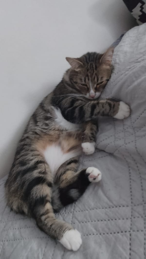 Domestic cats observed in relaxed poses in Yambol, Bulgaria