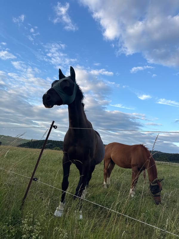 Evening bike ride and horse encounters in Oberquembach countryside