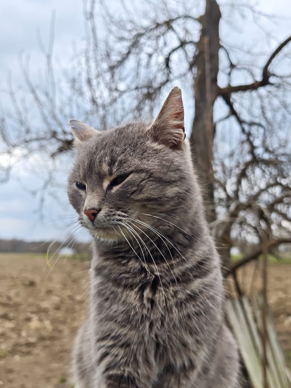 Spring flowers bloom in Ukrainian garden amid season's peak
