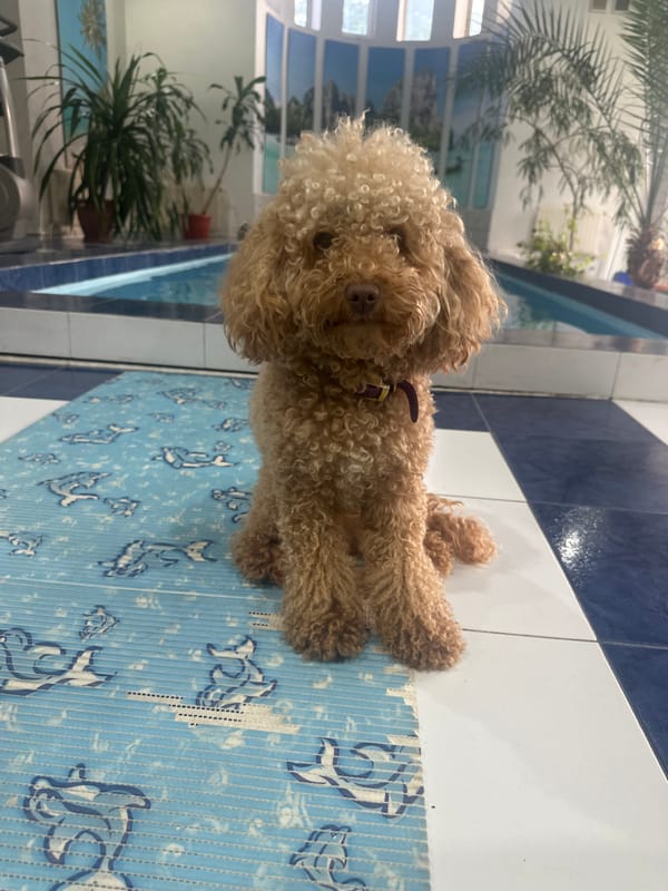 Selfie session with poodle in Armavir garden and pool