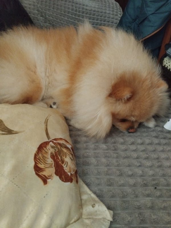 Pomeranian sleeps peacefully on couch in Bulgarian home