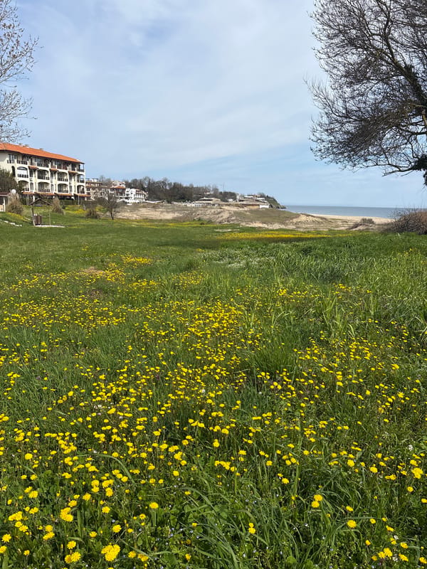 Spring flowers bloom in coastal field near Black Sea