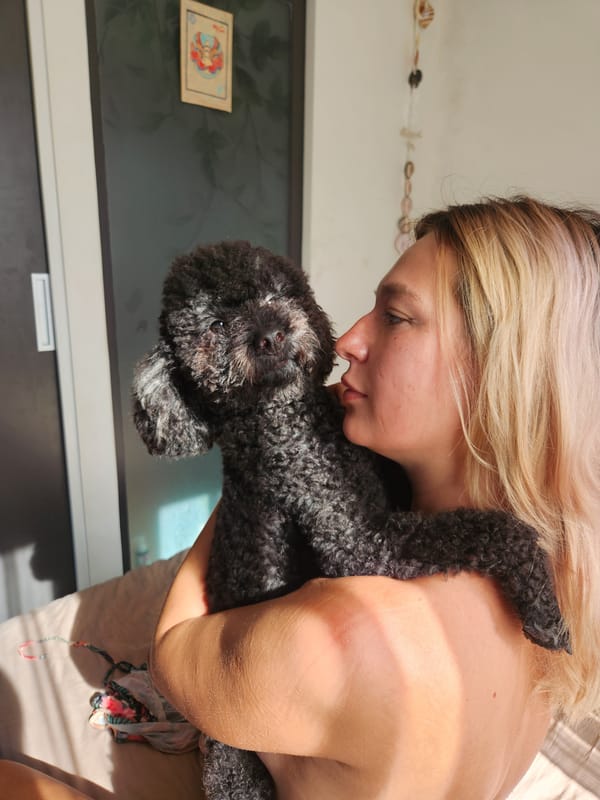 Quiet domestic moments with beloved poodle in Đà Nẵng home