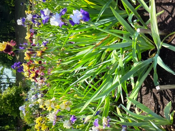 Close-up garden tour through blooms and vines in Kaunas