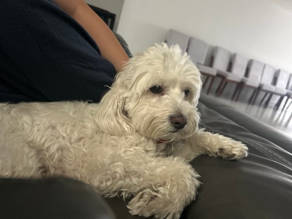 Small white dog photographed resting, playing on leather couch
