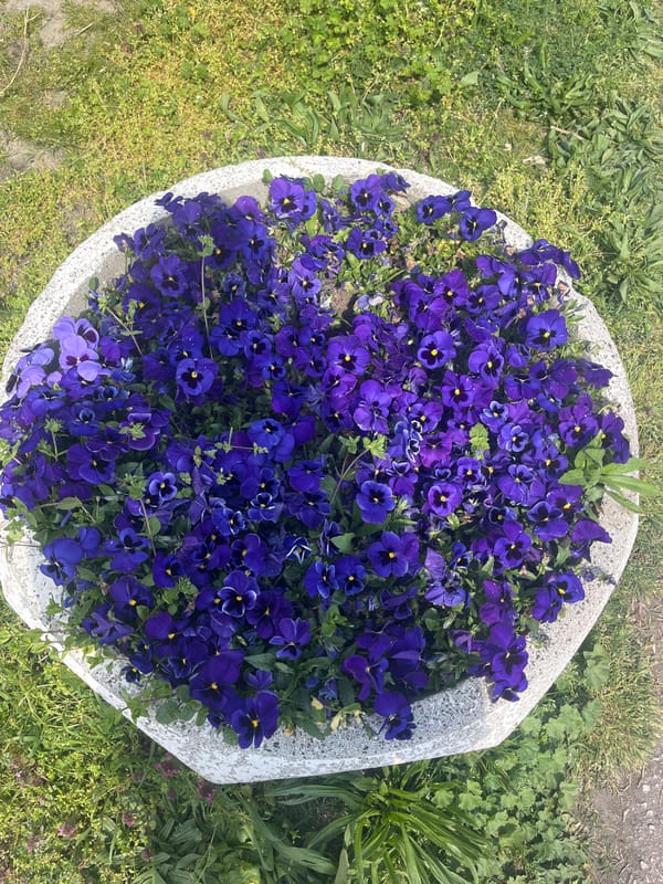Colorful pansy flower bed spotted in Plovdiv, Bulgaria