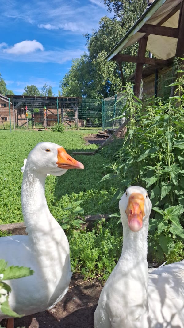 Traditional Russian village exhibit at Peterhof, animals and all