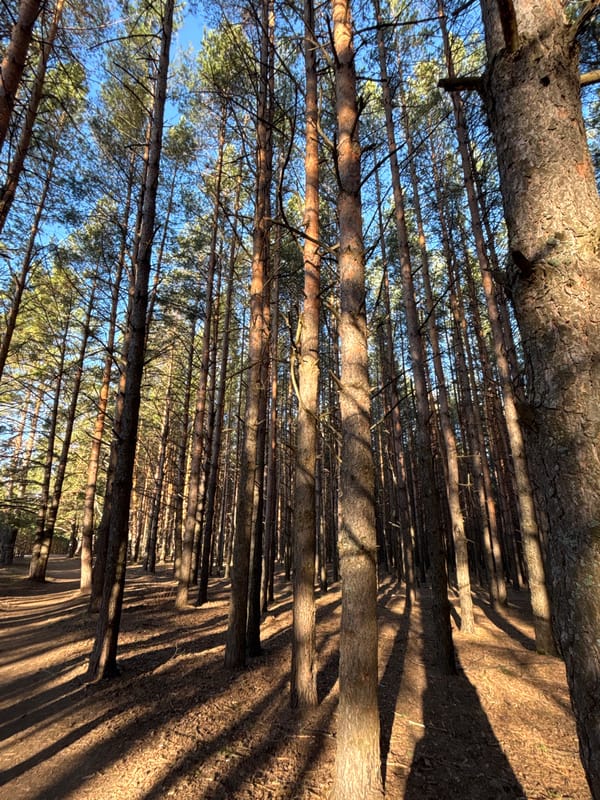 Personal photography session documented in Chaikovsky pine forests
