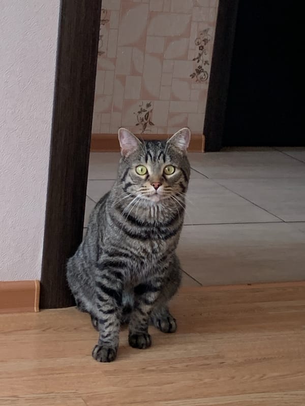 Tabby cat's morning routine documented across Stavropol home
