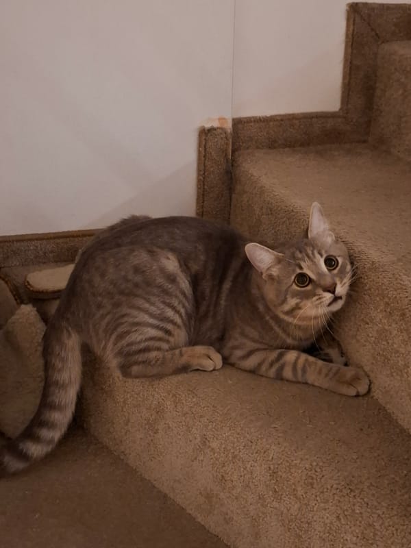 Evening domestic life captured in Zemun featuring tabby cat
