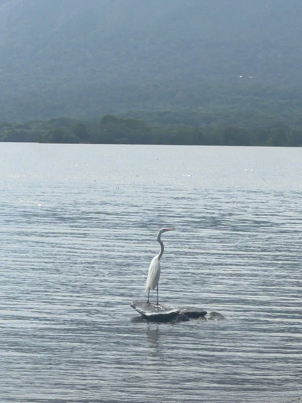 Egret in still water, Mombacho volcano rising behind Altagracia