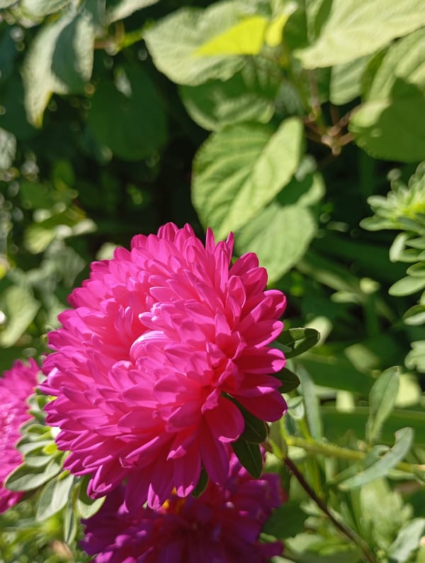 Garden blooms, a foraging bee, and summer sun in Chaikovsky