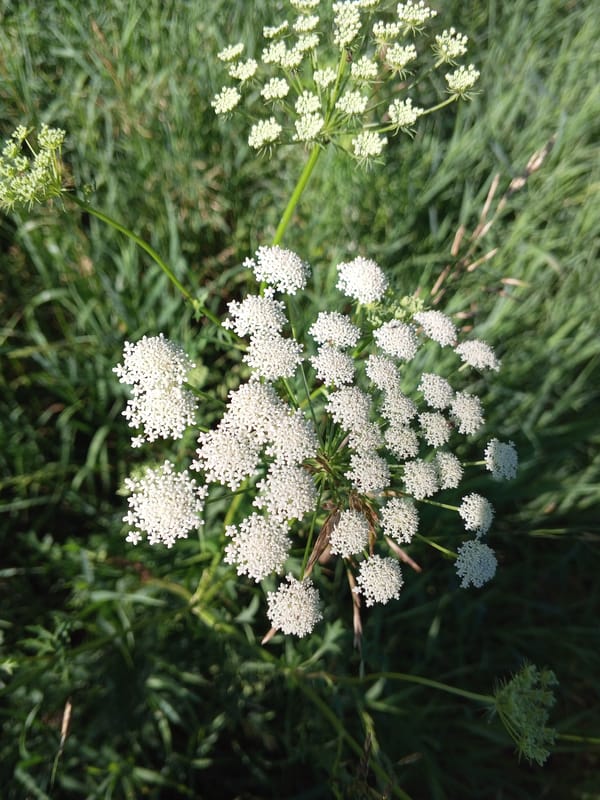 Close-up botanicals: wildflowers and foliage in sharp detail