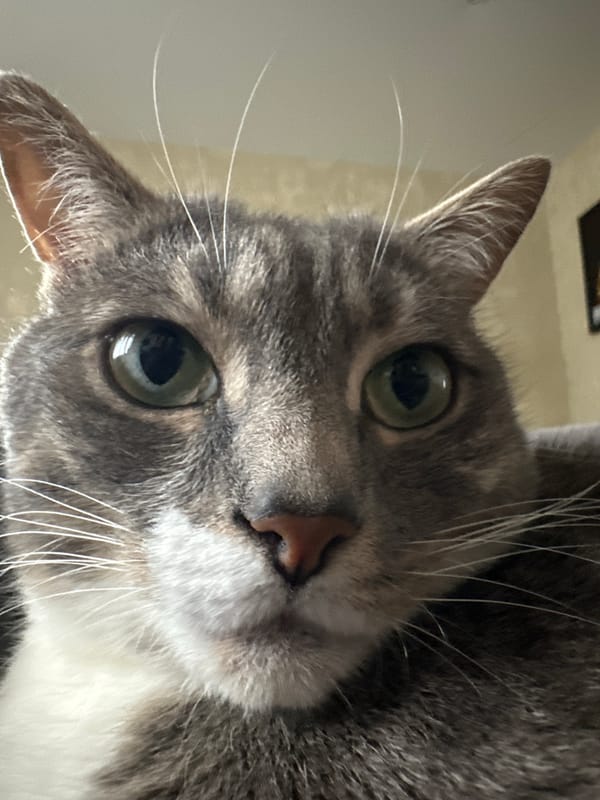 Cat observed grooming near tower structure