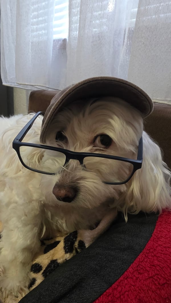 White dog photographed wearing glasses and cap in Bulgaria