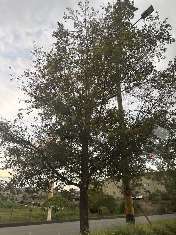 Flowering tree observed along roadside in Rionegro, Colombia