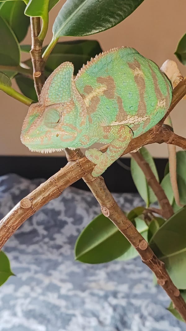 Veiled chameleon up close in Sochi, with a few domestic extras