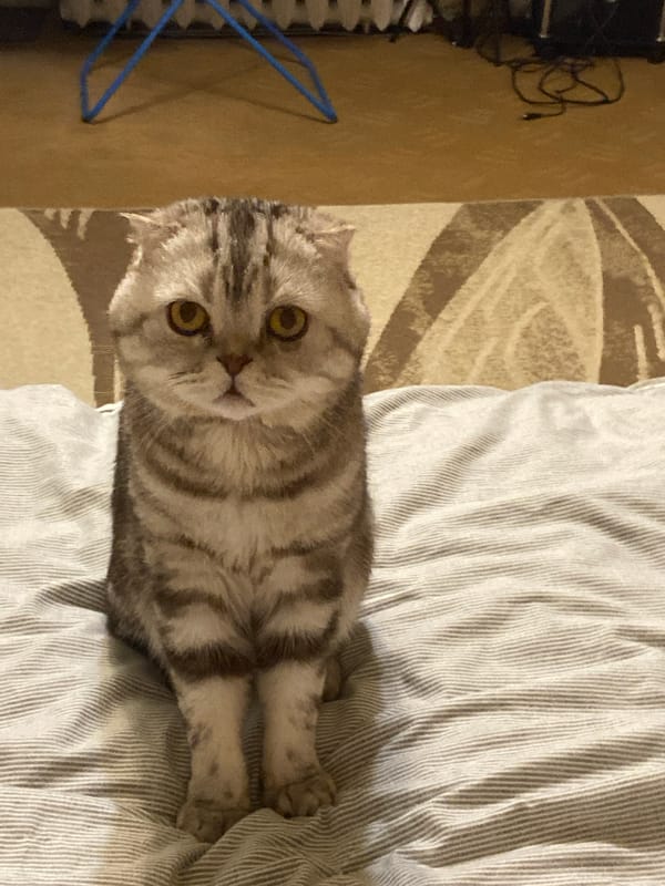 Cozy bedroom selfies with a Scottish Fold cat, Poltava