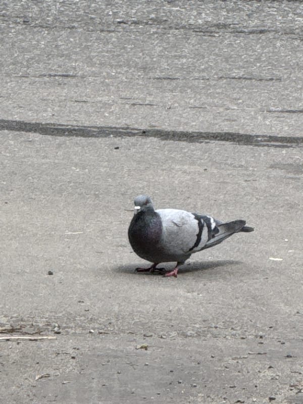 Pigeon spotted on Moscow streets during morning hours