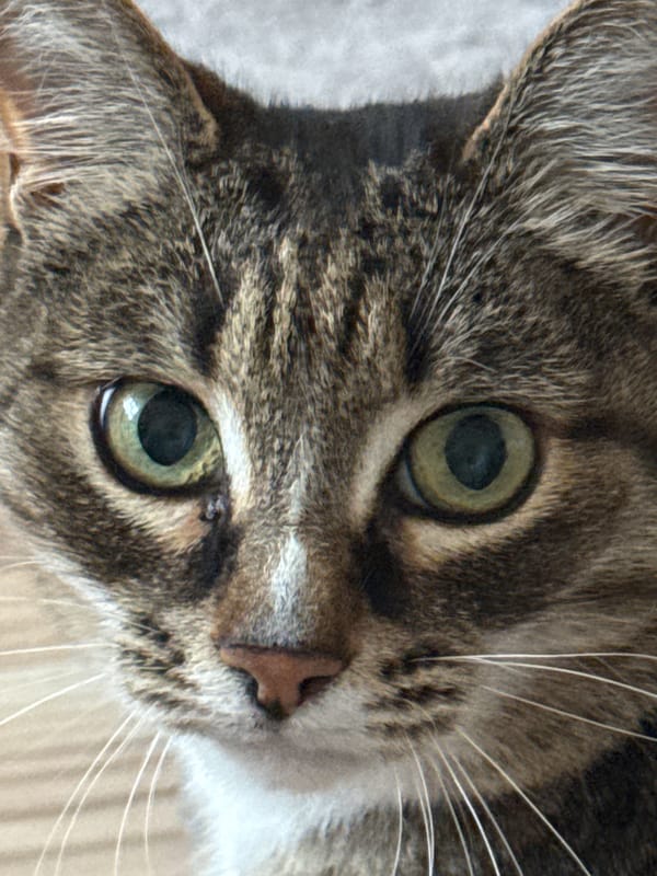 Cat portraits and evening drive documented in Votkinsk, Russia