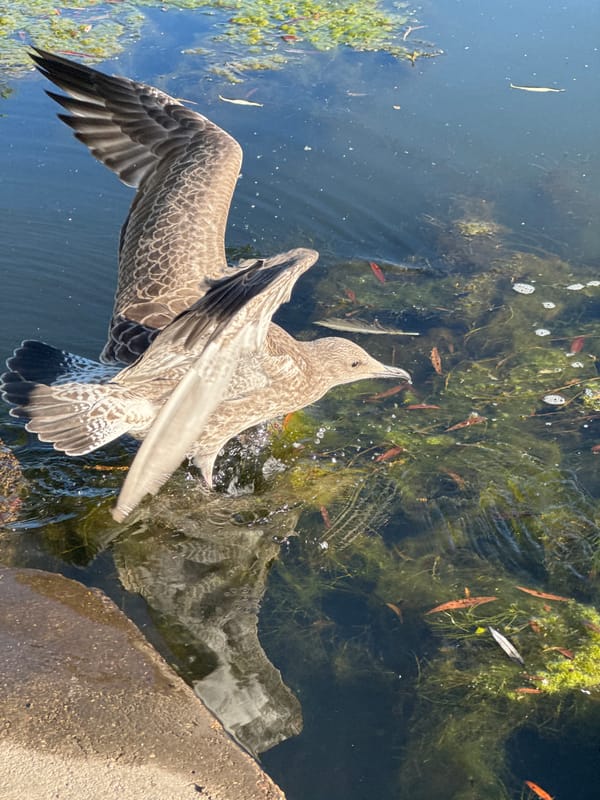 Gulls loitering along a Minsk park waterway