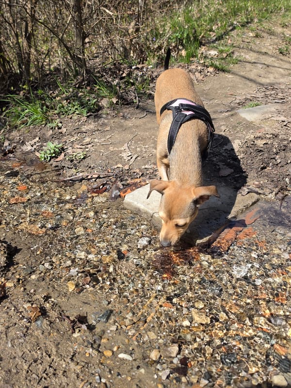 Dog spotted exploring nature paths and stream in Hrabrino