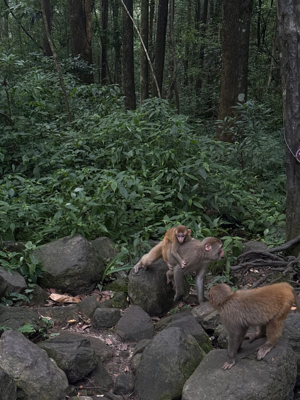 Monkeys roam rocky forest clearings in Wulingyuan