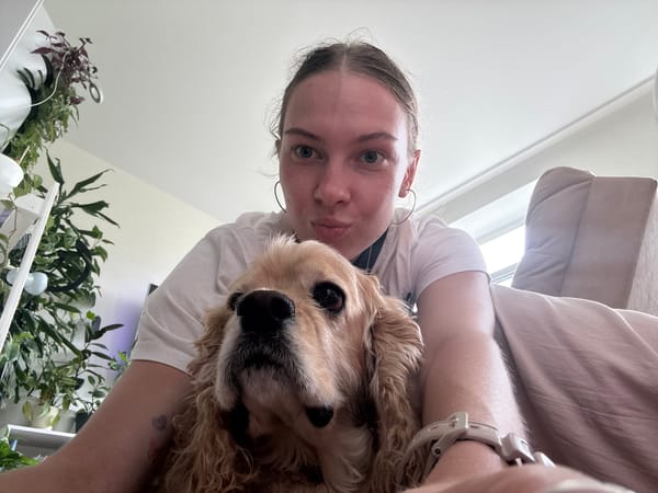Cocker spaniel and grey cat living their best apartment life