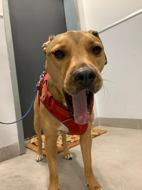 Dog and scooter spotted in Tel Aviv neighborhood