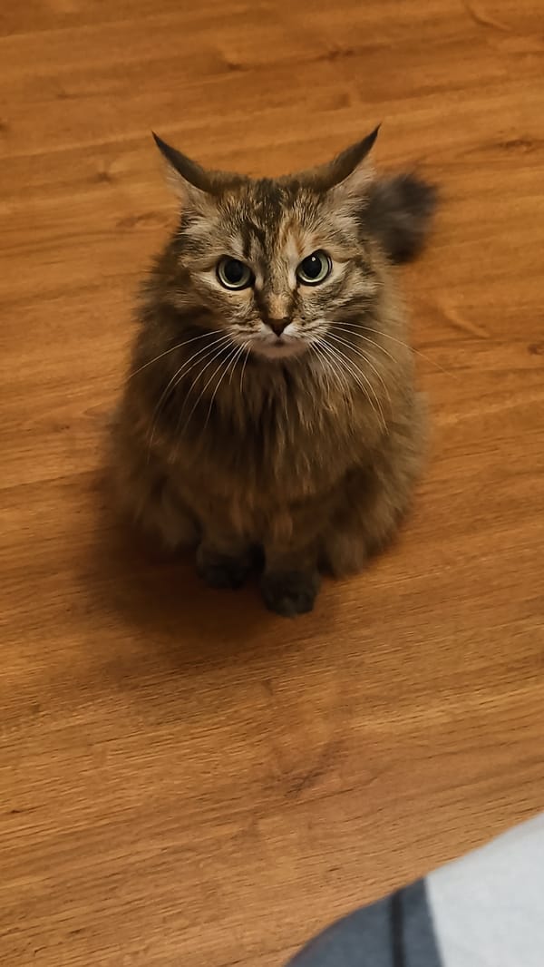 Tabby cat observed sitting indoors in Irkutsk, Russia